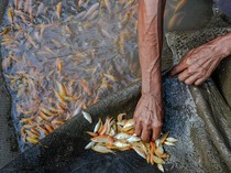 Ikan Sinyonya dari Pandeglang Tembus Pasar Vietnam