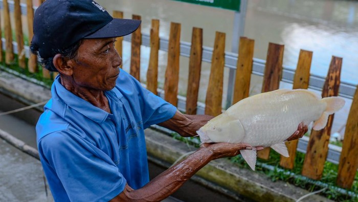Pekerja menangkap bibit ikan sinyonya yang siap di ekspor di Desa Bandung, Pandeglang, Banten, Selasa (4/11/2025). Budi daya ikan sinyonya yang merupakan ikan mas hias endemik Pandeglang dan dikelola oleh BUMDes tersebut mampu menembus pasar Vietnam dengan jumlah permintaan dalam sekali kirim mencapai sebanyak 5.000 ekor, dengan harga ikan mencapai 1 Dolar AS per ekor. ANTARA FOTO/Muhammad Bagus Khoirunas/bar