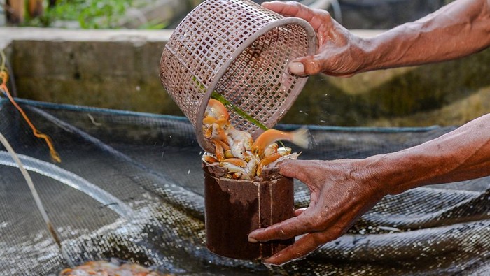 Pekerja menangkap bibit ikan sinyonya yang siap di ekspor di Desa Bandung, Pandeglang, Banten, Selasa (4/11/2025). Budi daya ikan sinyonya yang merupakan ikan mas hias endemik Pandeglang dan dikelola oleh BUMDes tersebut mampu menembus pasar Vietnam dengan jumlah permintaan dalam sekali kirim mencapai sebanyak 5.000 ekor, dengan harga ikan mencapai 1 Dolar AS per ekor. ANTARA FOTO/Muhammad Bagus Khoirunas/bar