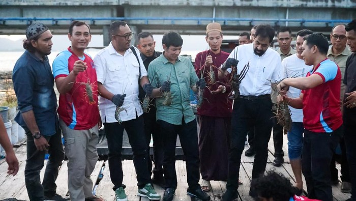 Lobster hasil budidaya koperasi nelayan di Banda Aceh kini dilirik pecinta seafood di Jakarta hingga Bali. (dok. Pemerintah Aceh)