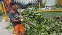 Pemangkasan dan pembersihan rutin ini juga menjadi bagian dari program kesiapsiagaan Pemprov DKI menghadapi potensi banjir dan genangan selama musim hujan berlangsung.