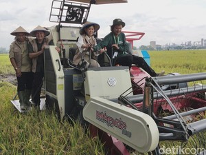 Momen Meutya Hafid Naik Combi Padi Saat Panen di Sragen