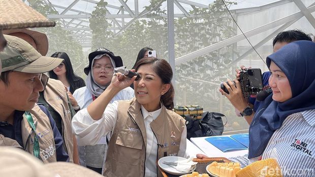 Menteri Komunikasi dan Digital, Meutya Hafid, meninjau hasil panen melon dengan sistem IoT di Tanon, Sragen, Rabu (5/11/2025).