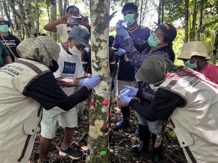 Pelaksanaan penyuntikan inokulum gaharu dengan inovasi terbaru Acremonium sp di Sorong, Papua Barat Daya.