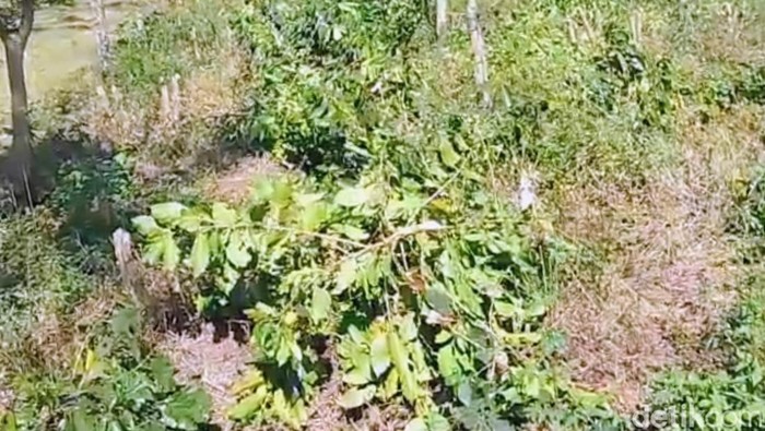 Pohon kopi di Ijen Bondowoso kembali ditebang orang tak dikenal