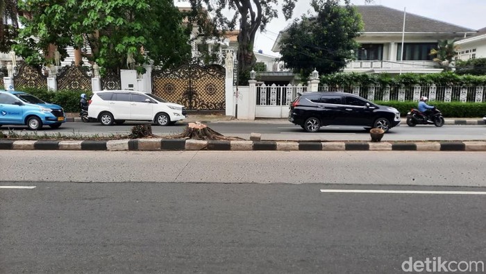 Pohon palem tua di Pondok Indah sudah ditebang. (Rachma Indira Satrio/detikcom)