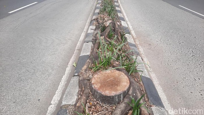Pohon palem tua di Pondok Indah sudah ditebang. (Rachma Indira Satrio/detikcom)