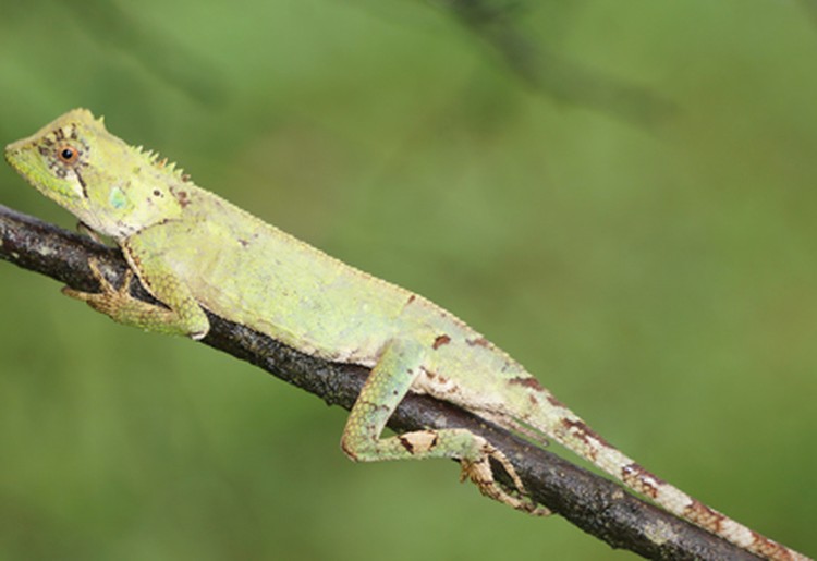 Spesies kadal baru yang dinamai Acanthosaura grismeri