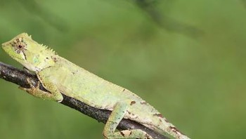 Kadal telah ada di planet ini selama sekitar 200 juta tahun dan saat ini terdapat lebih dari 4.675 spesies, termasuk kadal, biawak, tokek, bunglon, dan iguana. Foto: Jurnal Zootaxa