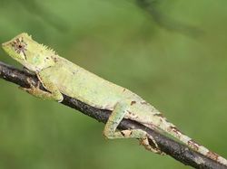 Deretan Hewan yang Sudah Eksis di Bumi Sebelum Manusia Ada