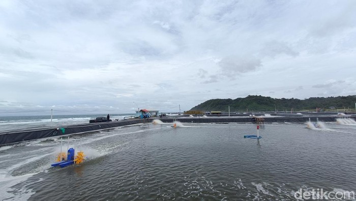 Lokasi tambak udang yang dikelola oleh warga binaan pemasyarakatan (WBP) Lapas Nusakambangan Cilacap, Rabu (5/11/2025).