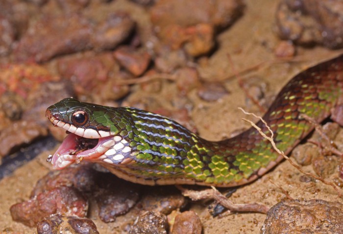 The royal ground snake (Erythrolamprus reginae) bisa memakan katak beracun dan tidak mati