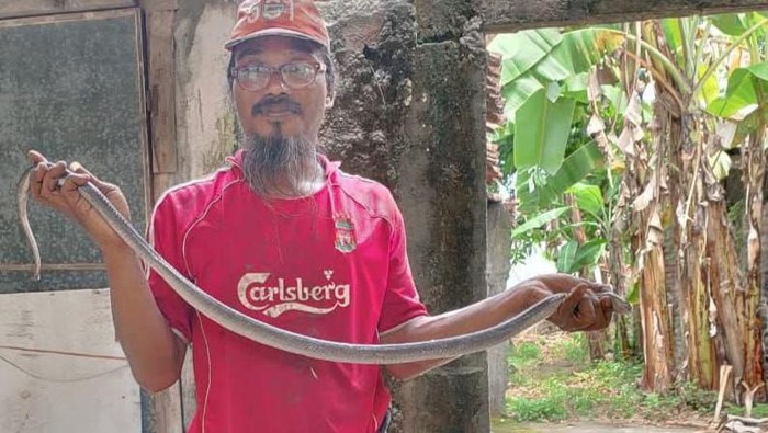 Ular kobra Jawa ditangkap di Baran, Cawas, Klaten, Rabu (5/11/2025).