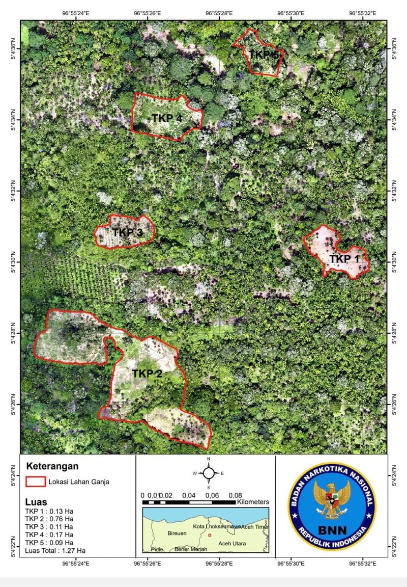 BNN menemukan ladang ganja di Aceh Utara seluas 6,5 hektare dengan berat ganja basah 69 ton