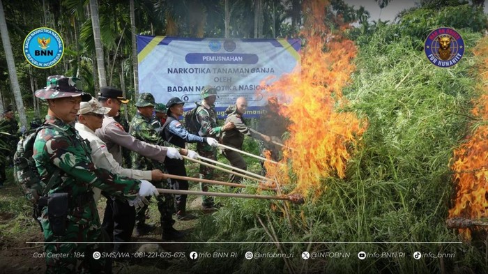 BNN menemukan ladang ganja di Aceh Utara seluas 6,5 hektare dengan berat ganja basah 69 ton