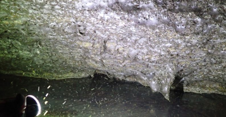 Jaring laba-aba raksasa Jaring laba-aba raksasa