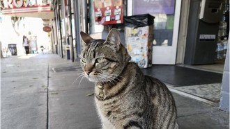 Geger Mobil Otonom Lindas Kucing Kesayangan Warga
