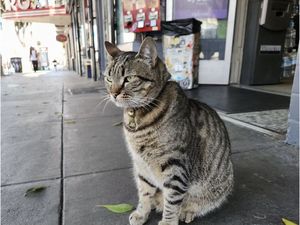 Geger Mobil Otonom Lindas Kucing Kesayangan Warga