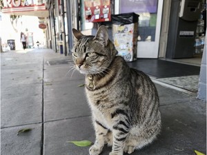 Geger Mobil Otonom Lindas Kucing Kesayangan Warga