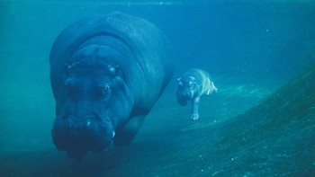 Kuda Nil: 16 juta tahun. Sebuah studi mengkonfirmasi bahwa kuda nil terkait dengan paus dalam hal mamalia. Paus definitif pertama berasal dari sekitar 53 juta tahun yang lalu, tetapi kuda nil hanya 16 juta tahun. Jarak antara nenek moyang paus dan kuda nil sekitar 40 juta tahun. Foto: REUTERS/Annegret Hilse