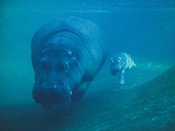 Deretan Hewan yang Sudah Eksis di Bumi Sebelum Manusia Ada