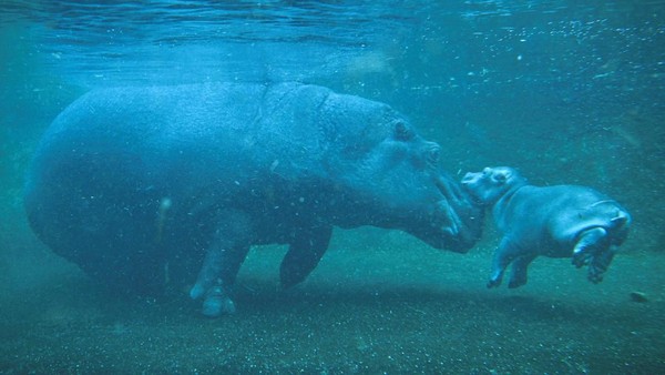 Menggemaskan! Bayi Kuda Nil Lahir di Berlin Zoo dan Mulai Berenang Bersama Induknya