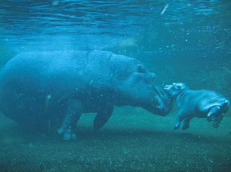 Menggemaskan! Bayi Kuda Nil Lahir di Berlin Zoo dan Mulai Berenang Bersama Induknya