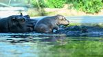 Menggemaskan! Bayi Kuda Nil Lahir di Berlin Zoo dan Mulai Berenang Bersama Induknya