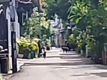 Puluhan Monyet Besar Masuk ke Perumnas Mataram, Warga Ketakutan