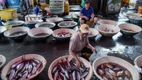 Ikan hasil tangkapan nelayan Cituis ditata sebelum dilelang. Pemerintah menargetkan keseimbangan antara produktivitas nelayan dan kelestarian sumber daya laut. Foto: ANTARA FOTO/Putra M. Akbar