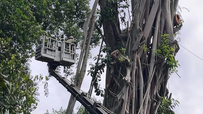 Pohon beringin kebo dengan nama ilmiah focus elastica berukuran besar di depan Balai Kota Jl Ir H Juanda Kota Bogor ditebang, Kamis (6/11/2025).