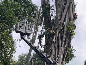 Rawan Tumbang, Pohon Beringin 35 Meter Depan Balai Kota Bogor Ditebang