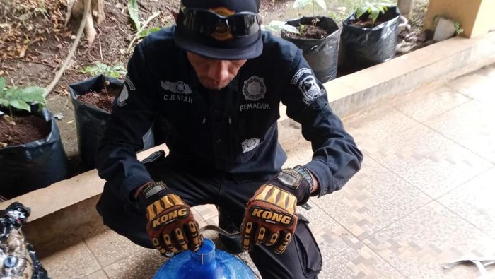 Proses evakuasi ular di kuningan