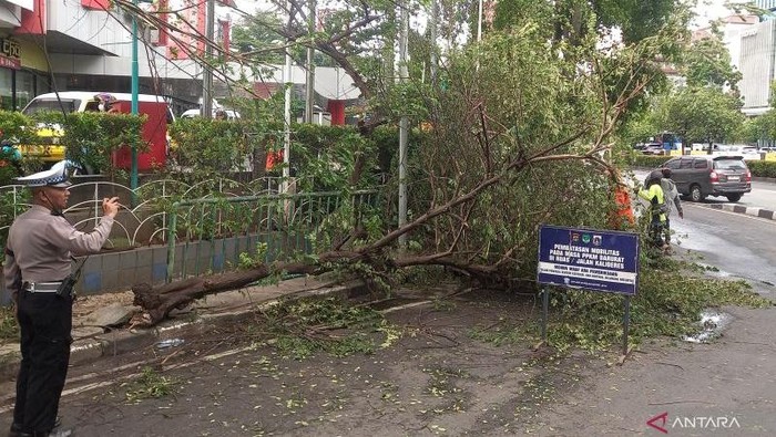 Sebuah pohon ceri di depan Mal Slipi Jaya, Slipi, Palmerah, Jakarta Barat, tumbang ke jalam usai dihantam truk molen, Kamis (6/11/2025) siang. ANTARA/HO-Dokumentasi Pribadi