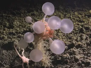 Penemuan Puluhan Spesies Baru dari Laut Dalam: Spons Bola Kematian-Cacing Zombi