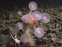 Penemuan Puluhan Spesies Baru dari Laut Dalam: Spons Bola Kematian-Cacing Zombi