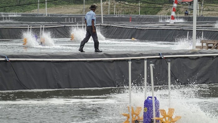Area budidaya tambak udang vaname di Pantai Pasir putih Pulau Nusakambangan, Cilacap, Jawa Tengah, Rabu (5/11/2025). Lahan seluas 32 hektare di tepi pantai belakang Lapas Pasir Putih Nusakambangan dikembangkan untuk budidaya udang vaname dalam rangka mendukung program ketahanan pangan Presiden Prabowo Subianto. ANTARA FOTO/Idhad Zakaria/rwa.