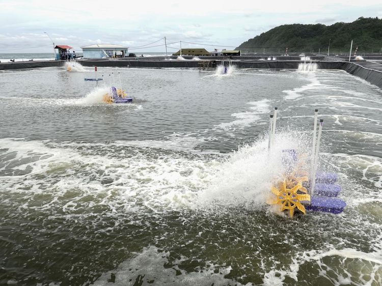 Tambak Udang Vaname Nusakambangan Dorong Ketahanan Pangan Nasional