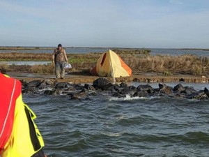 Turis Ini 2 Hari Bertahan Hidup Tanpa Makan-Minum Usai Terdampar di Pulau Kosong