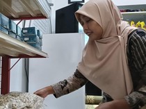Kacang Koro Pedang, dari Tanaman Langka Jadi Andalan Ekonomi Warga