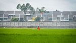 Sawah Kian Menyusut, Pemerintah Genjot Proyek Raksasa Cetak Lahan Baru