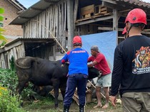 Sapi Lepas dan Ngamuk di Jalanan Boyolali, Damkar Turun Tangan