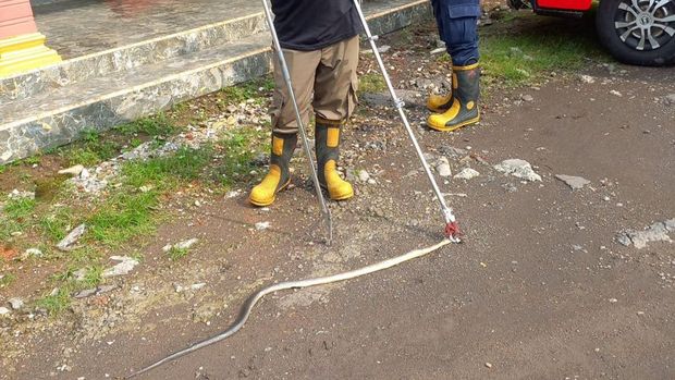 Damkar Satpol PP Boyolali mengevakuasi ular di rumah warga Mojosongo, Boyolali, Jumat (7/11/2025). Damkar Satpol PP Boyolali mengevakuasi ular di rumah warga Mojosongo, Boyolali, Jumat (7/11/2025).