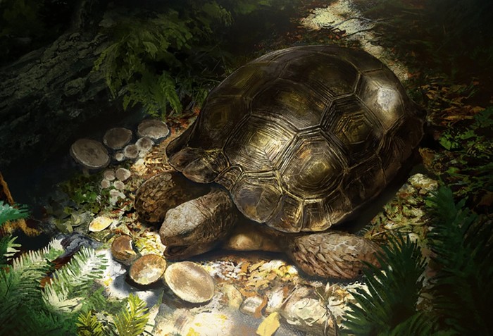 Ilustrasi Manouria morla