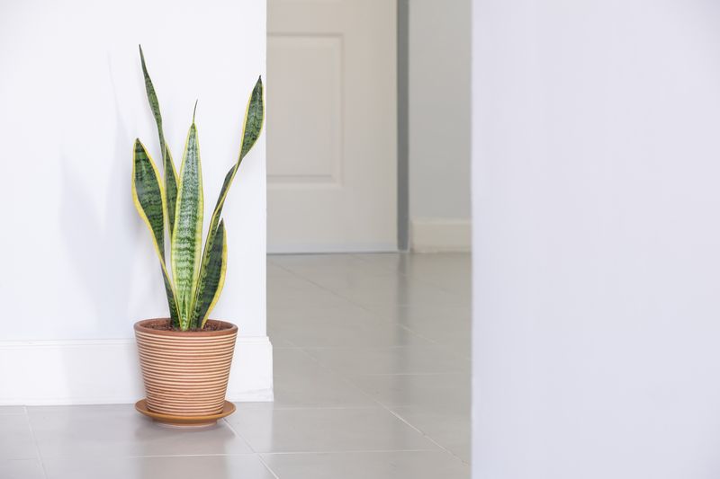Sansevieria trifasciata snake plant decorating against wall.