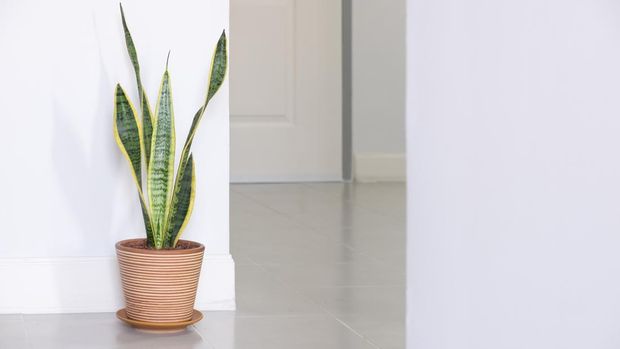 Ilustrasi tanaman hias lidah mertua Sansevieria trifasciata snake plant decorating against wall.
