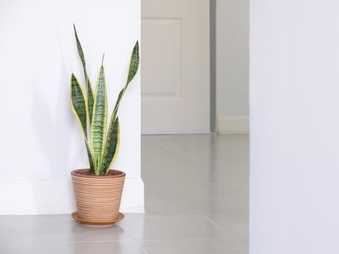 Sansevieria trifasciata snake plant decorating against wall.