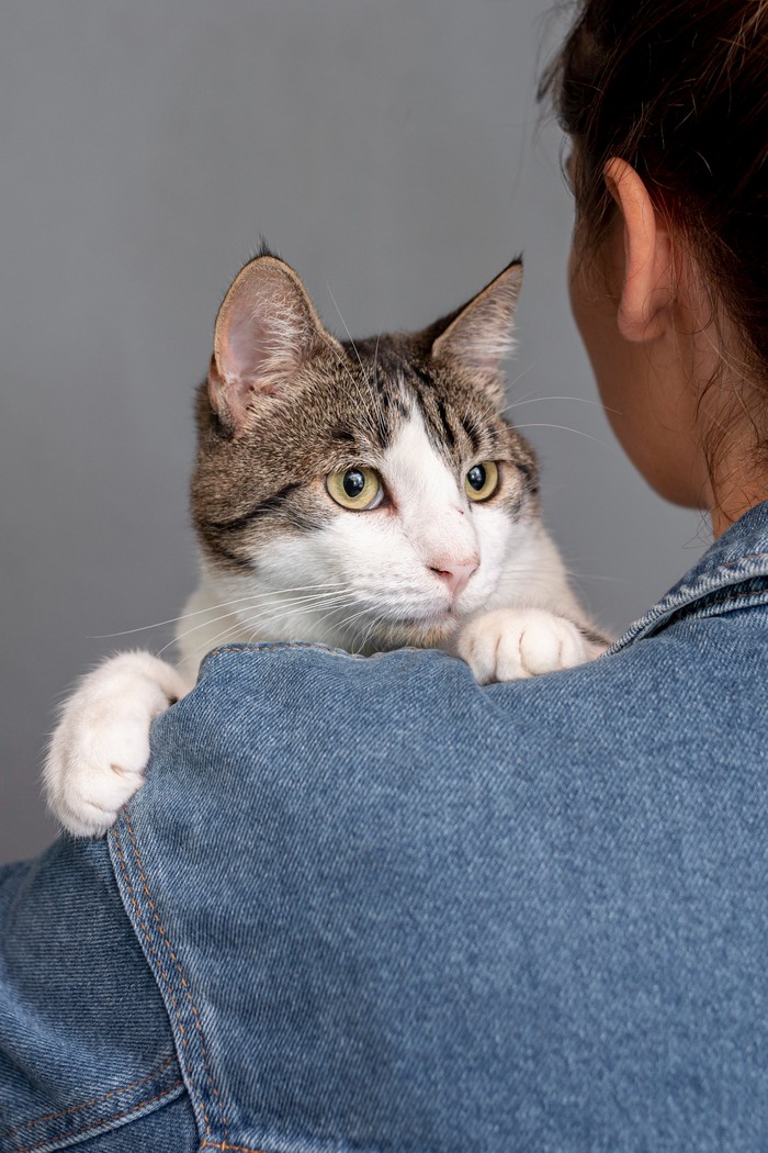 Ternyata Begini Cara Ampuh Berkomunikasi dengan Kucing, Cukup dengan Kedipan Mata?