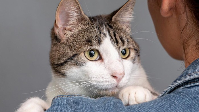 Manfaat Memelihara Kucing bagi Manusia dan Lingkungan, Sudah Tahu?