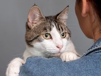 Ternyata Begini Cara Ampuh Berkomunikasi dengan Kucing, Cukup dengan Kedipan Mata?